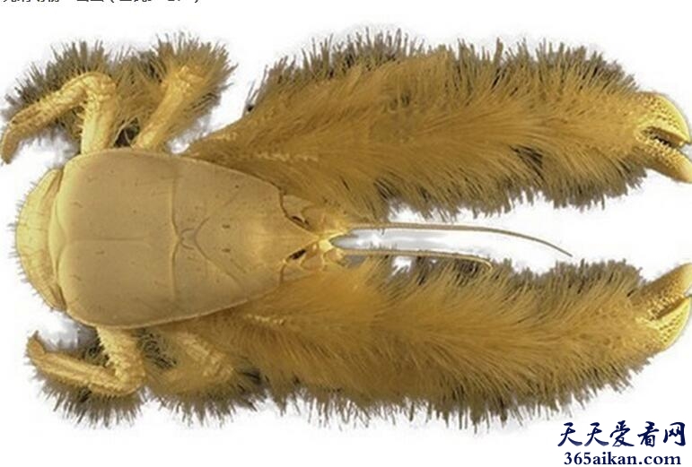 世界上绒毛最多的甲壳动物—雪蟹