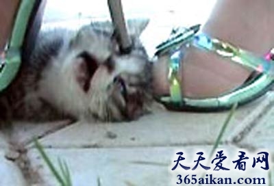 惨绝人寰的虐待动物事件，变态女用高跟鞋踩死猫咪