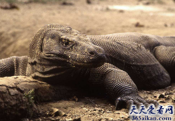 世界上没有天敌的珍惜动物：科莫多巨蜥