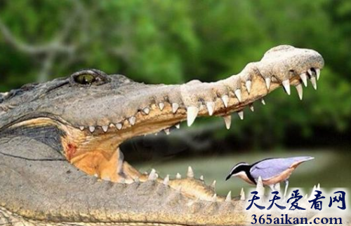 世界上最勇敢的鸟类，牙签鸟为什么敢冒死给鳄鱼剔牙！