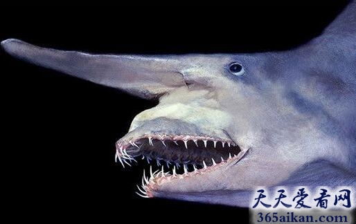 深海怪物来袭！世界上最罕见的鲨鱼：欧氏尖吻鲛