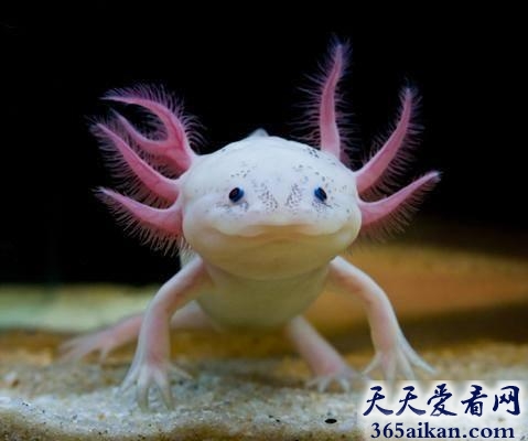 盘点全球那些古灵精怪的动物有哪些？长相奇特刷新你的生物观！