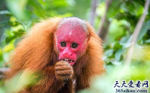 盘点全球那些古灵精怪的动物有哪些？长相奇特刷新你的生物观！