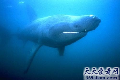 世界上第二大的鱼类，失踪50年的姥鲨再现大海！