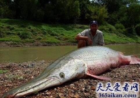 盘点世界最大的鱼前十名是哪些？轻轻松松长到300公斤