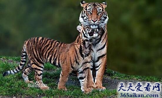 世界上体型最小的老虎：苏门答腊虎