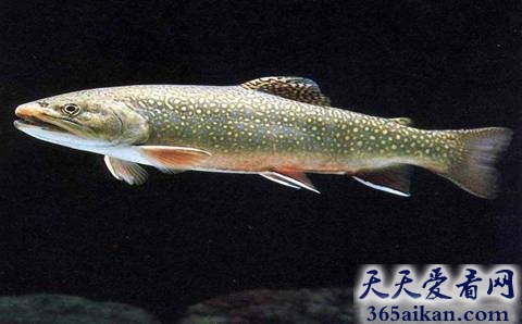 盘点世界最大的鱼前十名是哪些？轻轻松松长到300公斤