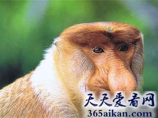 盘点全球那些古灵精怪的动物有哪些？长相奇特刷新你的生物观！