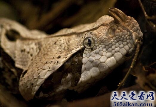 惊！世界上毒牙最长的蛇类：加蓬蝰蛇