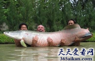 盘点世界最大的鱼前十名是哪些？轻轻松松长到300公斤