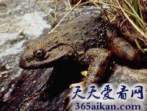 世界上最大的青蛙，喀麦隆巨蛙身长1米多？