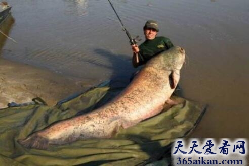 史上最凶残的食人水怪：巨型鲶鱼，吃人都不带不吐骨头！