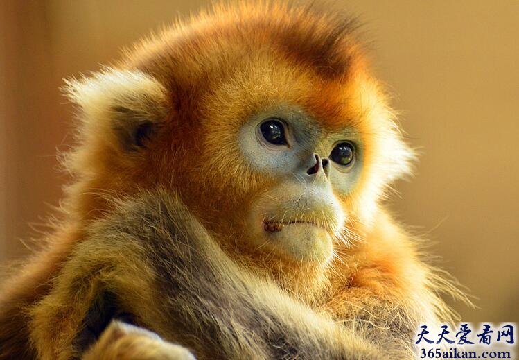 我国特有的珍稀动物：金丝猴，获世界上最酷的猴子称号！