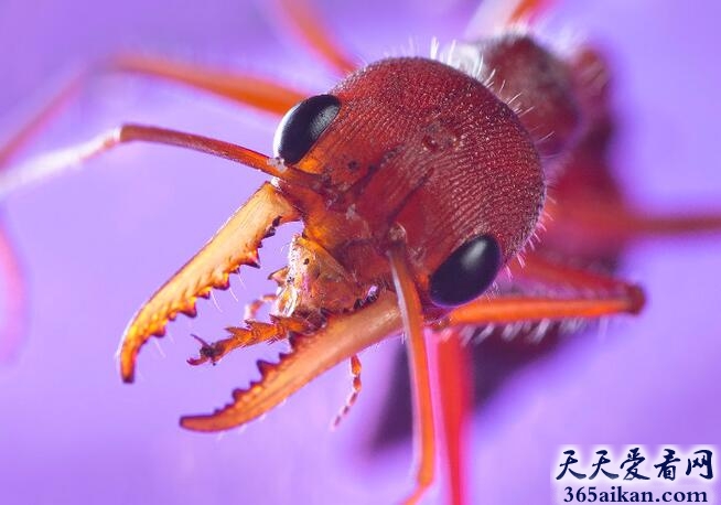 非洲之最！世界上最大的蚂蚁：非洲的Driver Ant，长达4厘米！