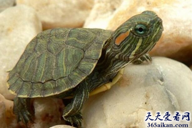 巴西龟的寿命有多长，饲养巴西龟指南