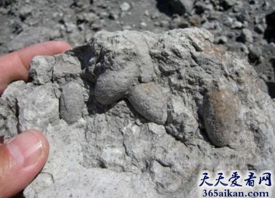 可吞食恐龙的史前巨蟒化石.jpg
