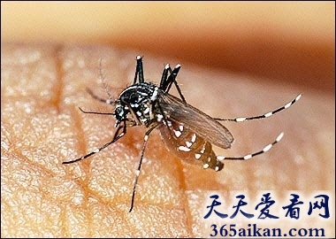 世界上最毒的蚊子，疾病传播着白纹伊蚊