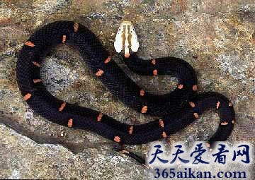 世界上最罕见的毒蛇喜玛拉雅白头蛇