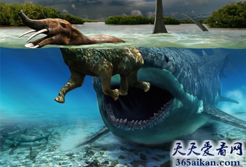 探索发现，史前巨齿鲨生死谜！