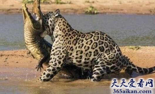 动物界中最顶尖的决斗，美洲豹与凯门鳄决一死战！