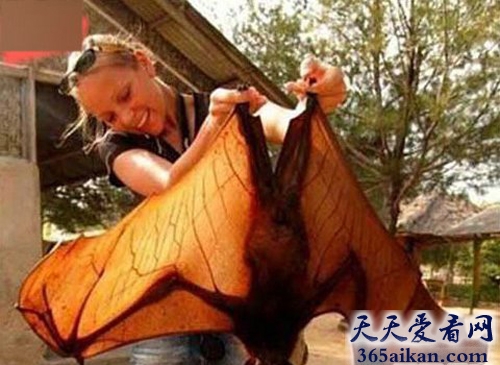 世界上最大的蝙蝠，菲律宾巨型蝙蝠图文介绍！