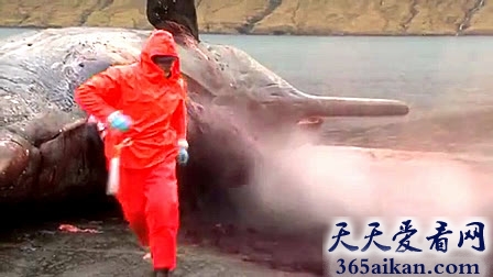 世界上最危险的动物，鲸鱼死亡爆炸事件！