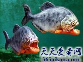 细数世界十大最凶猛淡水鱼有哪些？各种捕食利器