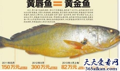 世界上最贵的鱼是什么鱼？金钱鳘300万卖出天价！