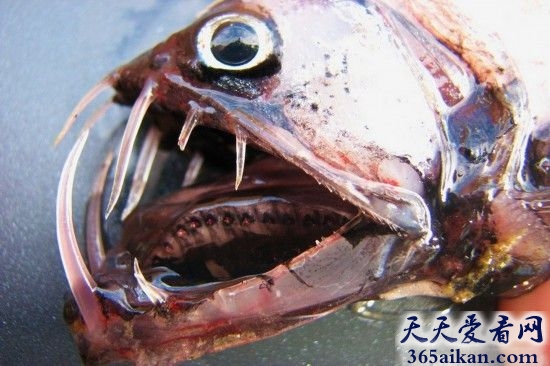 细数世界十大最凶猛淡水鱼有哪些？各种捕食利器