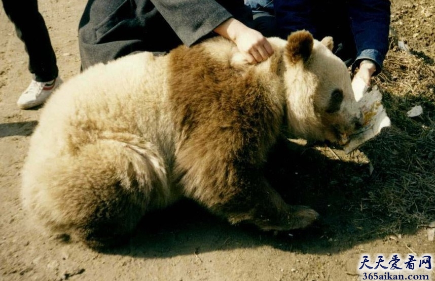 探寻大熊猫的变种，罕见秦岭棕色大熊猫！