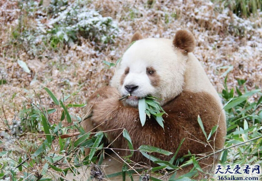 探寻大熊猫的变种，罕见秦岭棕色大熊猫！