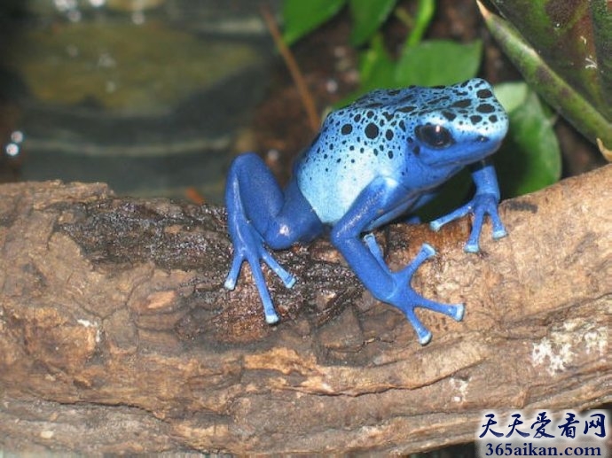 细数地球上的蓝色动物有哪些？