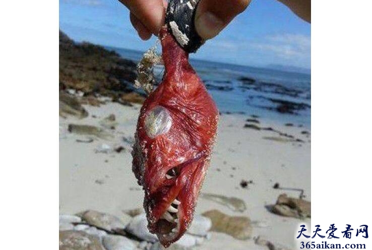 世界上长相最狰狞的“魔鬼鱼”，南非海岸发现“魔鬼鱼”尸体！