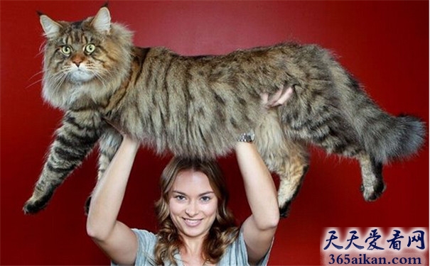 世界上最大的猫是哪一种？堪比十岁小男孩！