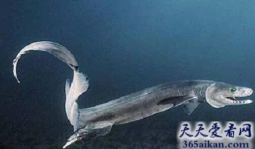 远古流传下来的顶级掠食者皱鳃鲨介绍