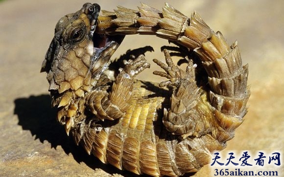 世界上最可爱的蜥蜴——犰狳环尾蜥面临灭绝