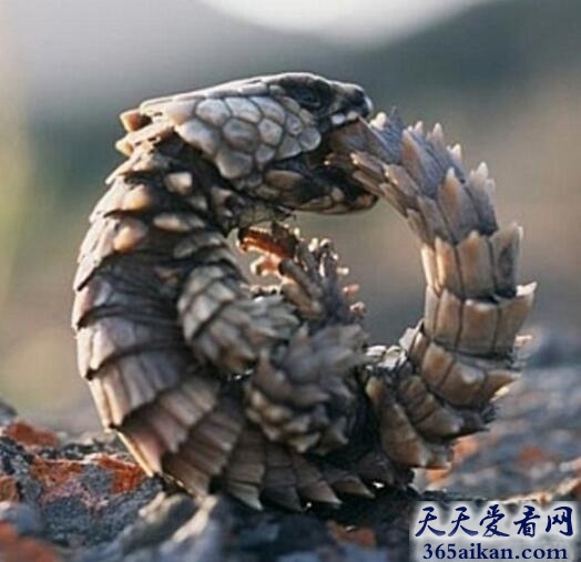 世界上最可爱的蜥蜴——犰狳环尾蜥面临灭绝