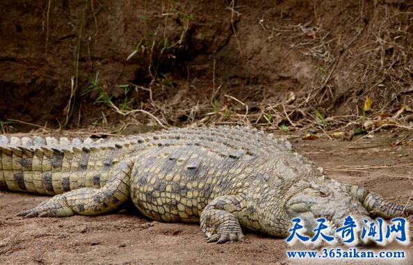 非洲体型最大最凶残的鳄鱼——非洲尼罗鳄
