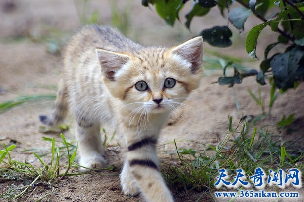 世界上最小的猫科动物——沙丘猫面临灭绝的危险！