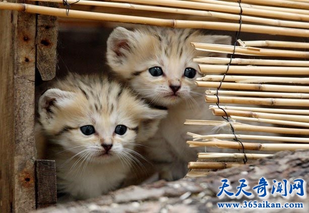 世界上最小的猫科动物——沙丘猫面临灭绝的危险！