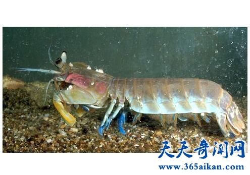 螳螂虾1.jpg