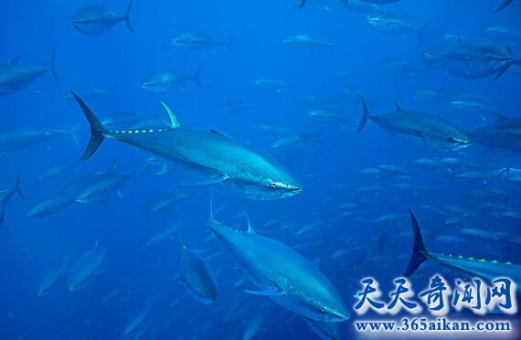 蓝鳍金枪鱼1.jpg