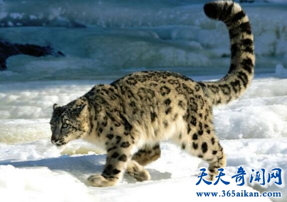 雪豹1.jpg