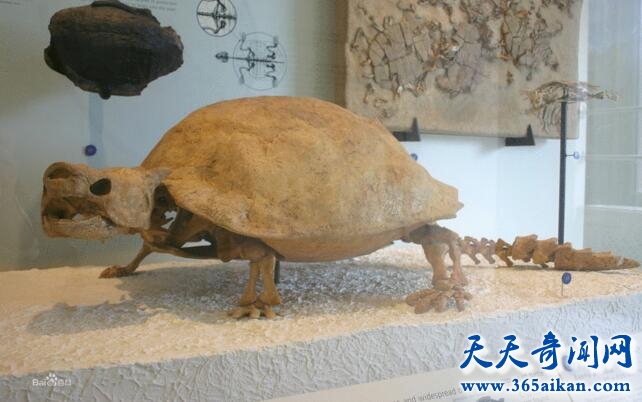揭秘历史上最巨大的海龟，古巨龟介绍
