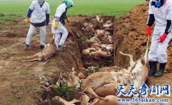 世界上最多的动物死亡事件，12万头高鼻羚羊神秘暴毙！