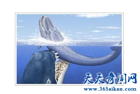 巨齿鲨1.jpg