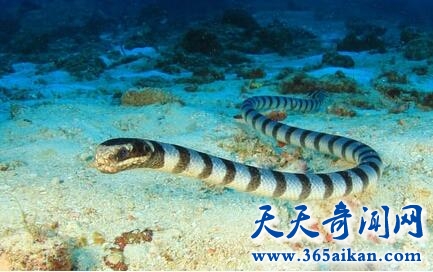 海蛇1.jpg