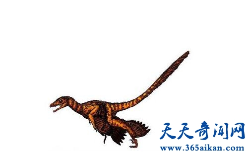 世界第一种能分泌毒液的恐龙——千禧中国鸟龙