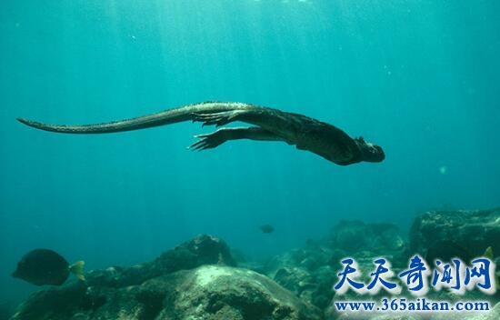 探索动物界中的装死高手，海底怪兽海鬣蜥！