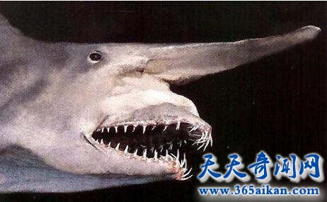 世界上最令人毛骨悚然的鲨鱼——精灵鲨